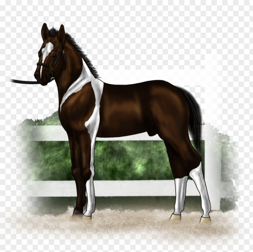 Mustang Stallion Hunt Seat Rein Mare PNG