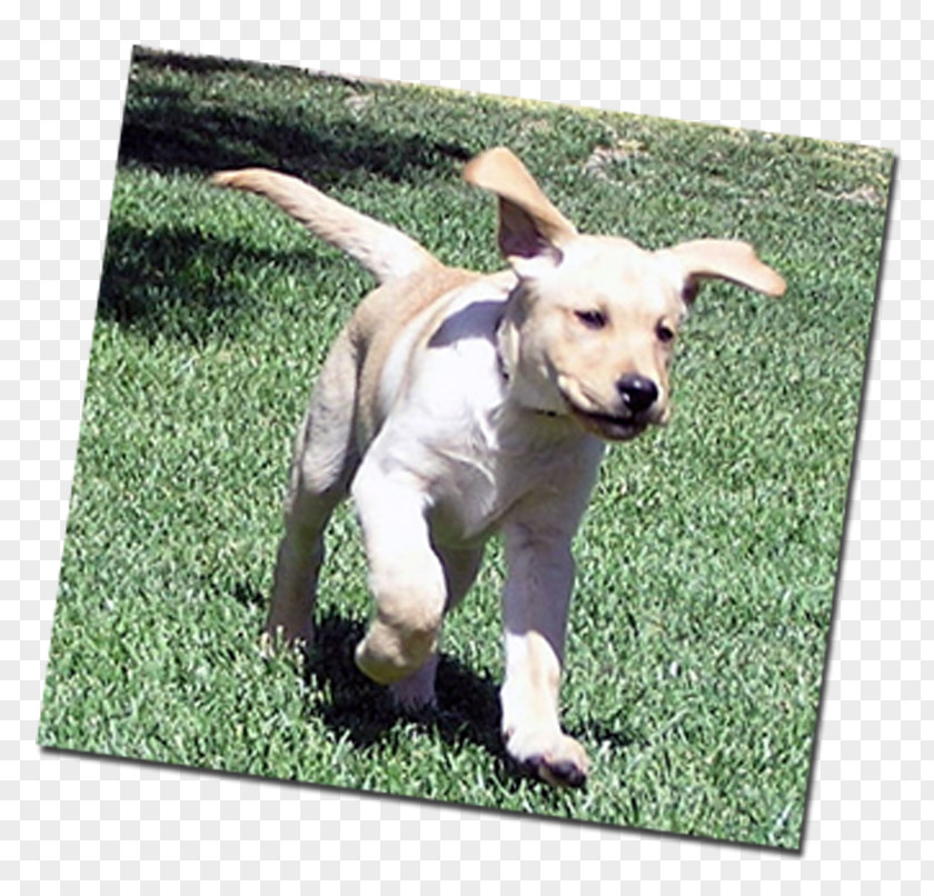 Let The Dog Do Not Defecate Clean Master Labrador Retriever Breed Sporting Group Snout PNG