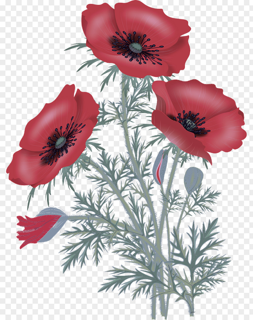 Anemone Coquelicot Flower Flowering Plant Oriental Poppy Red PNG
