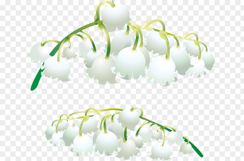 Bell Orchid Lily Of The Valley Orchids Salep PNG