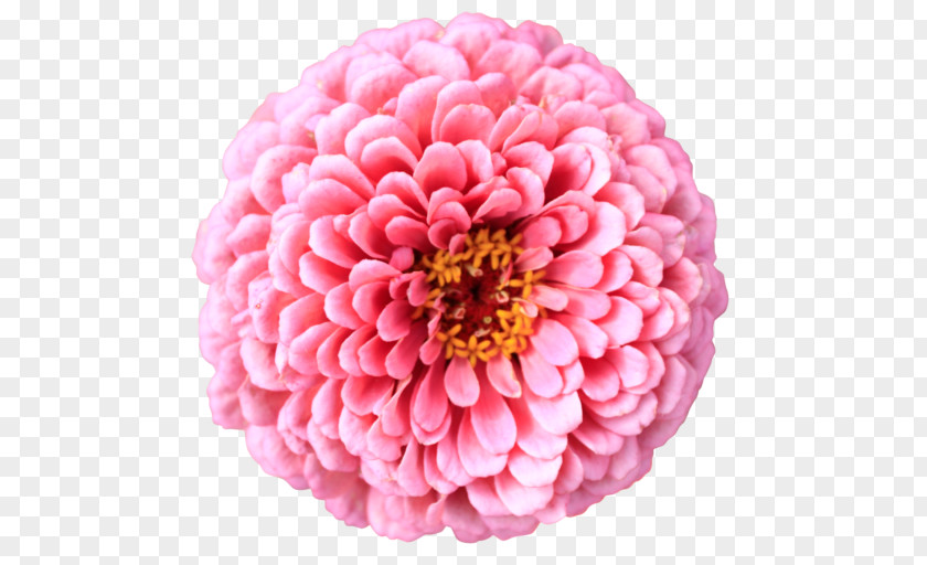 Chrysanthemum Flower Desktop Wallpaper Petal Clip Art PNG