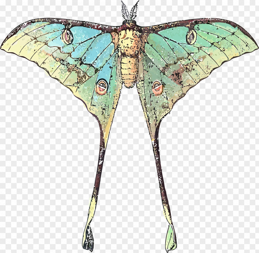 Comet Butterfly Luna Moth Insect PNG