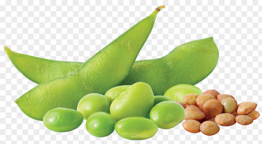 Delicious Vegetarian Cuisine Food Edamame Bean Vegetable PNG