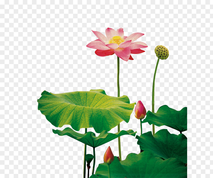 Lotus Seeds Nelumbo Nucifera Plant Fundal PNG