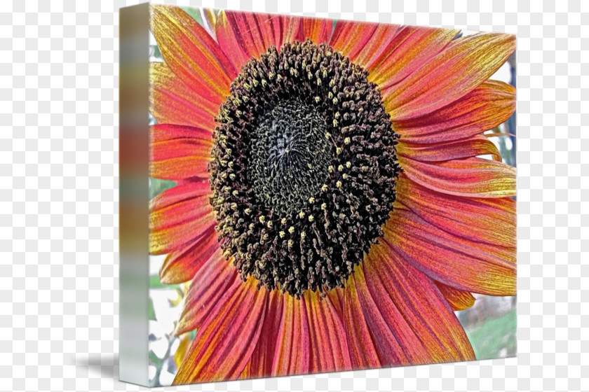 Sunflower 3D Common Seed Transvaal Daisy M Coneflower PNG
