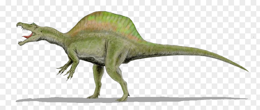 Dinosaur Creative Raptor Red Tyrannosaurus Velociraptor Spinosaurus Deinonychus PNG