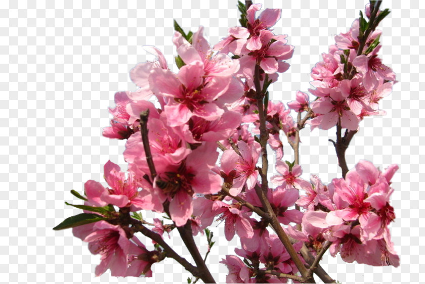 Flowering Trees Cherry Blossom Prunus ST.AU.150 MIN.V.UNC.NR AD Cherries PNG