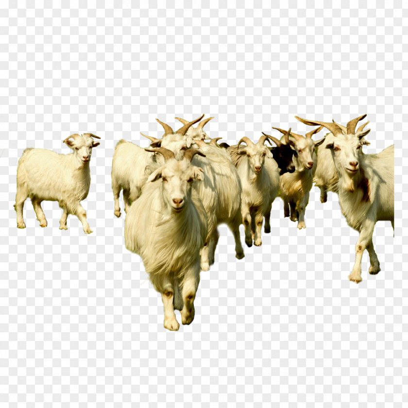 Herd Of Goats Goat Sheep Cattle PNG