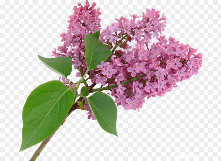 сирень Lilac PNG