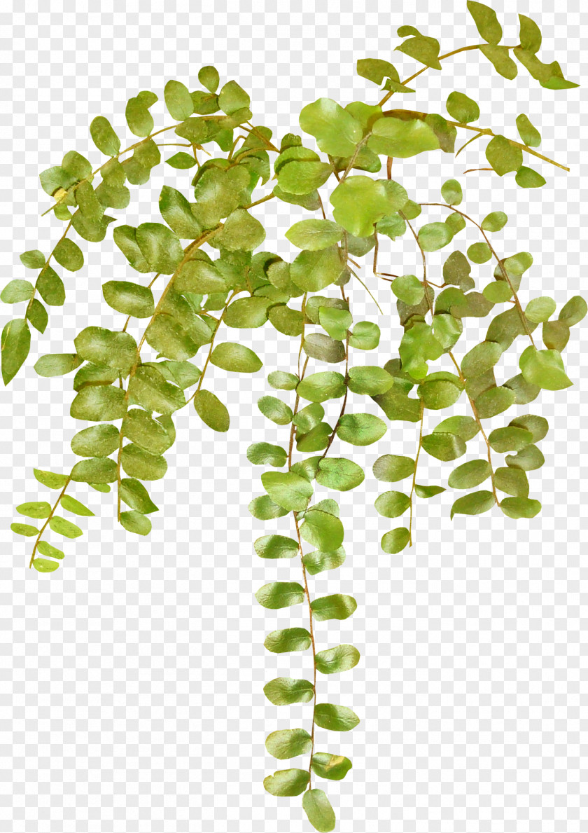 Plant Vine Herbaceous Clip Art PNG