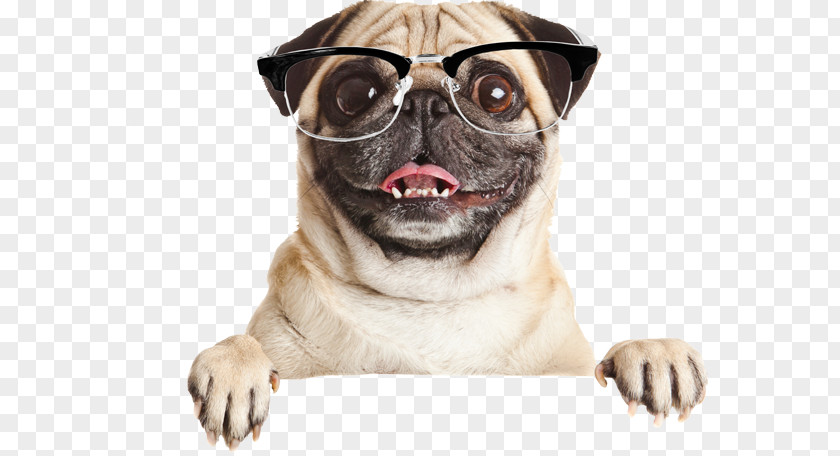 Puppy Pug French Bulldog Stock Photography PNG