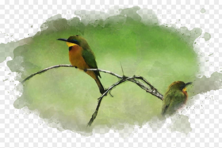 Watercolor Bird Painting Art Museum PNG