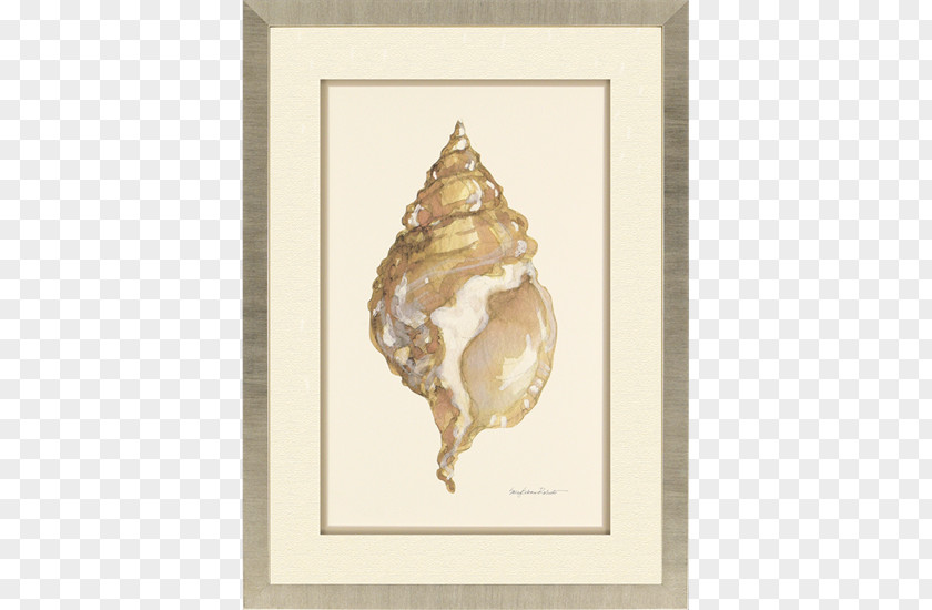 Watercolor Seashell Sally Eckman Roberts Designs Jensen Beach Sentiment II Northeast Maple Avenue Hutchinson Island PNG