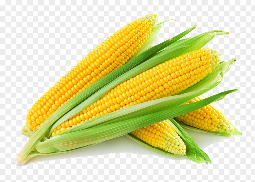 Corn On The Cob Maize Corncob Sweet Cereal PNG
