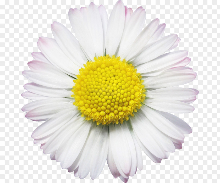 Flower Oxeye Daisy Common Chamomile PNG
