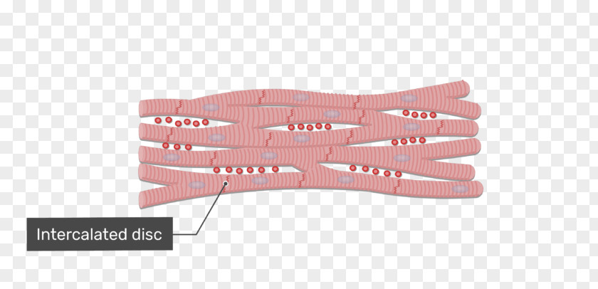 Muscular Tissue Cells Cardiac Muscle Cell Intercalated Disc PNG