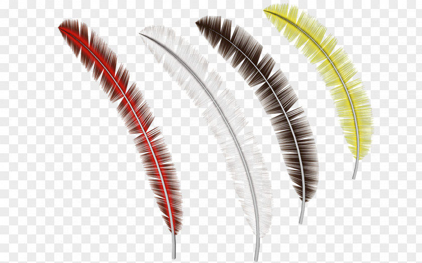 Feather Image Resolution PNG