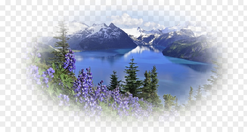 Landscape Mountains Mount Rainier Desktop Wallpaper Mountain Flowers PNG