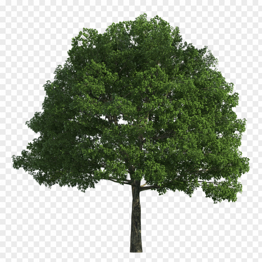 Nine Tree Clip Art Oak Stock Photography Shrub PNG