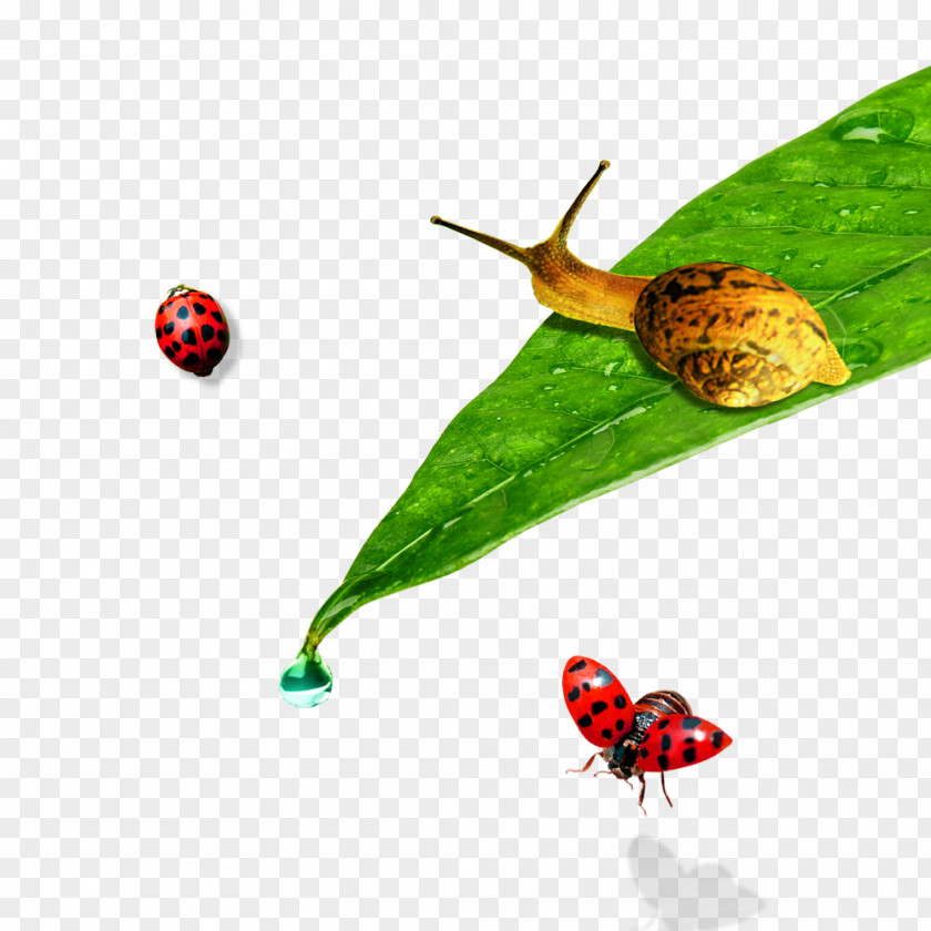 Snail On The Leaves Ladybird Leaf Orthogastropoda PNG