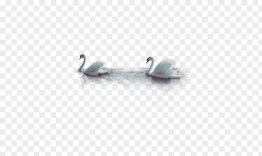 Swan Cygnini Goose Duck PNG