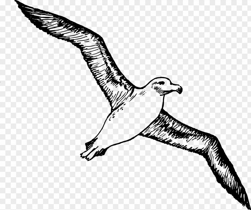Vector Painted Albatross Bird Gulls Clip Art PNG