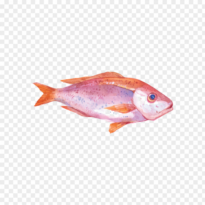 A Red Fish Oyster Watercolor Painting Seafood Illustration PNG