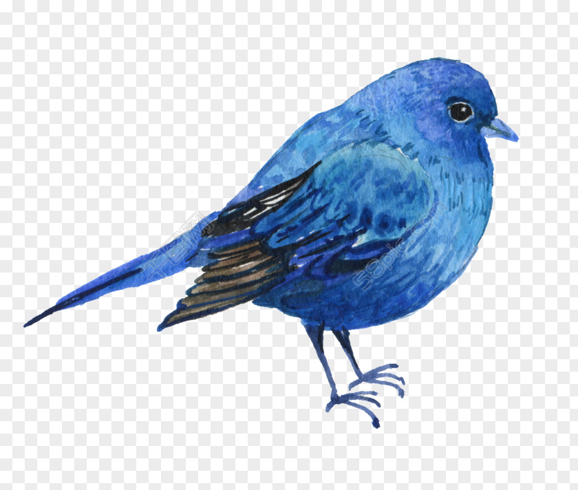 Advice Watercolor Bluebirds Painting Image PNG