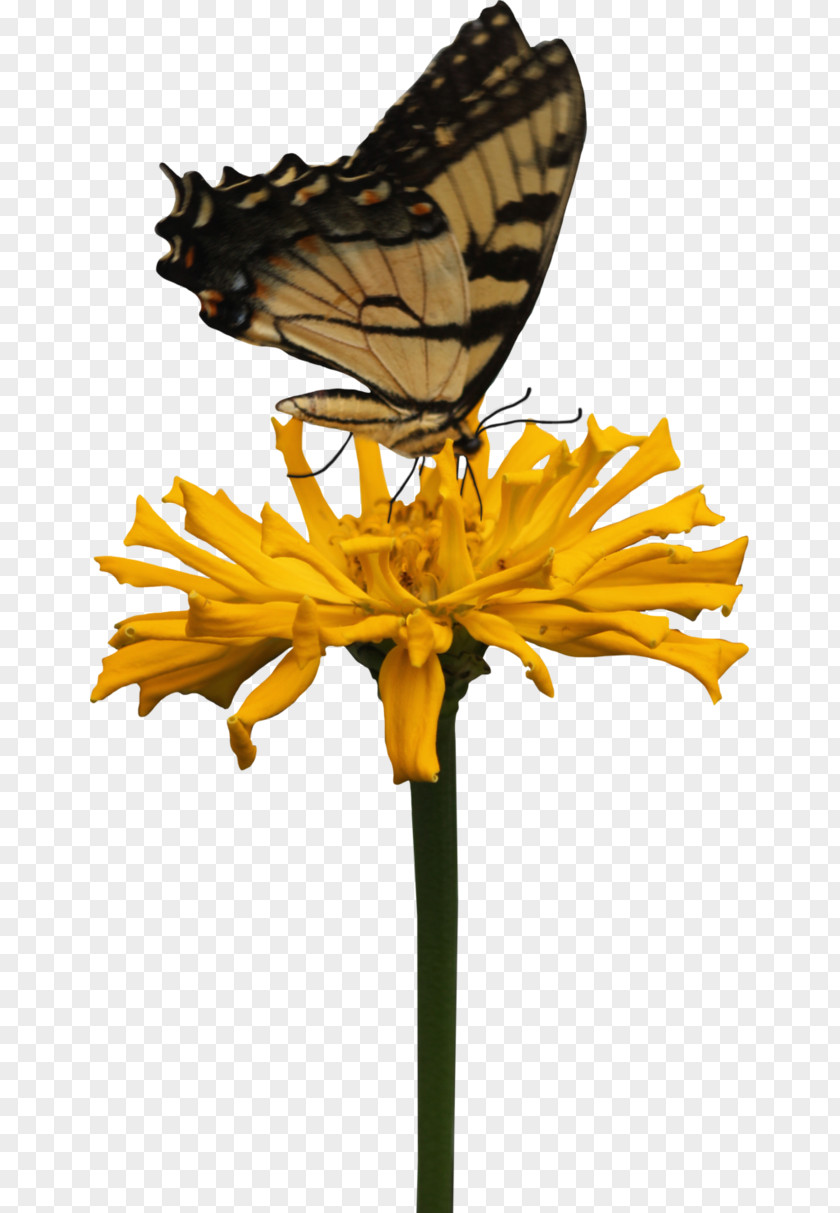 Butterfly Printing Yellow PNG