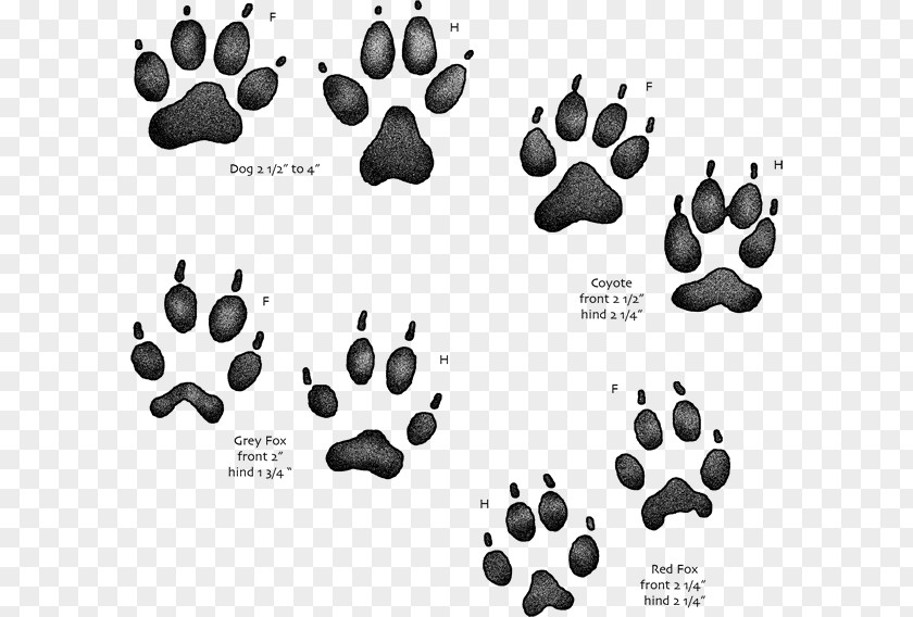 Dog Coyote Paw Red Fox Gray PNG