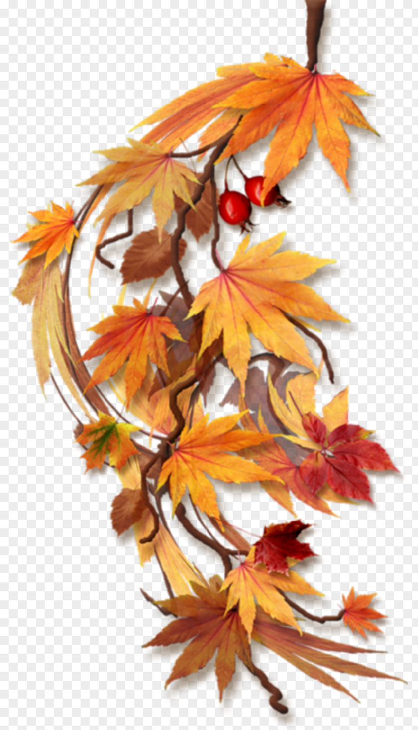 Fall Autumn Clip Art PNG