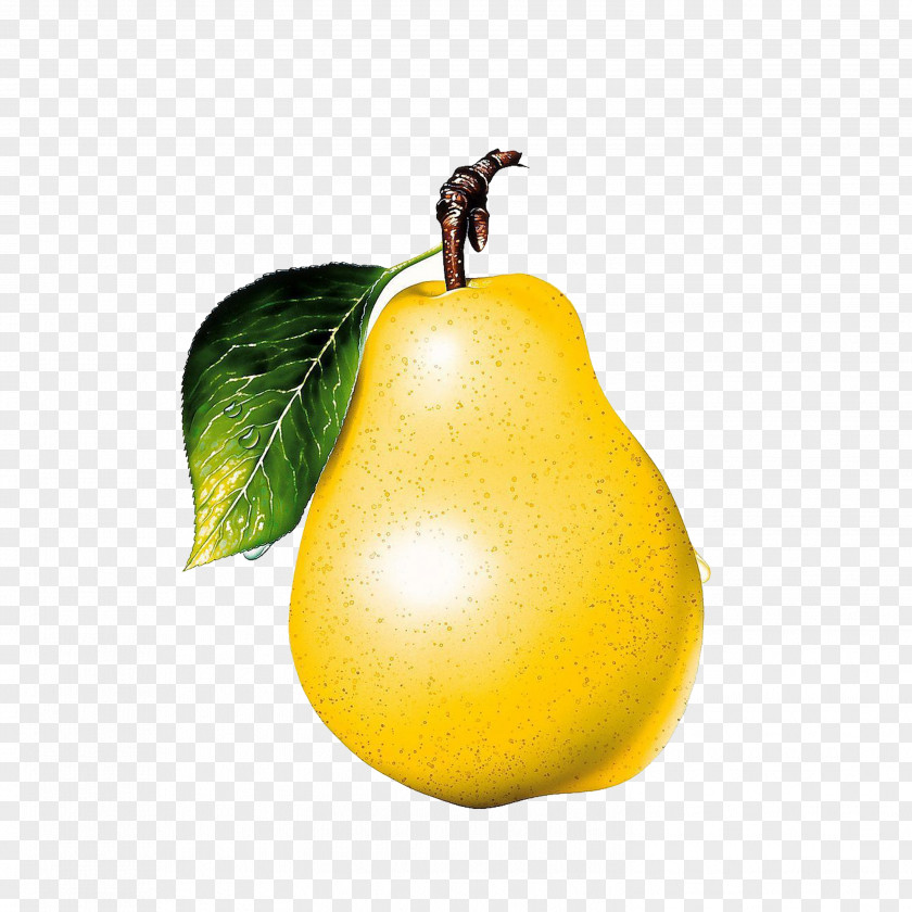 Pear Asian Macintosh Fruit Clip Art PNG