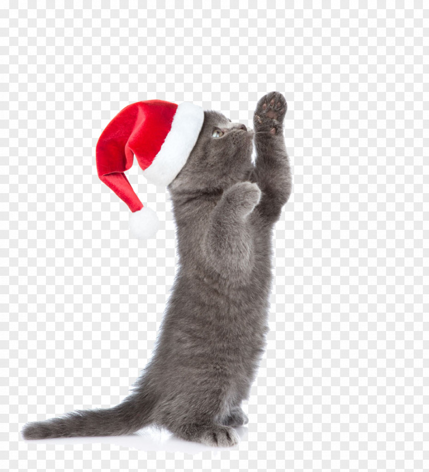 Cute Cat Playing Kitten Christmas Animal PNG