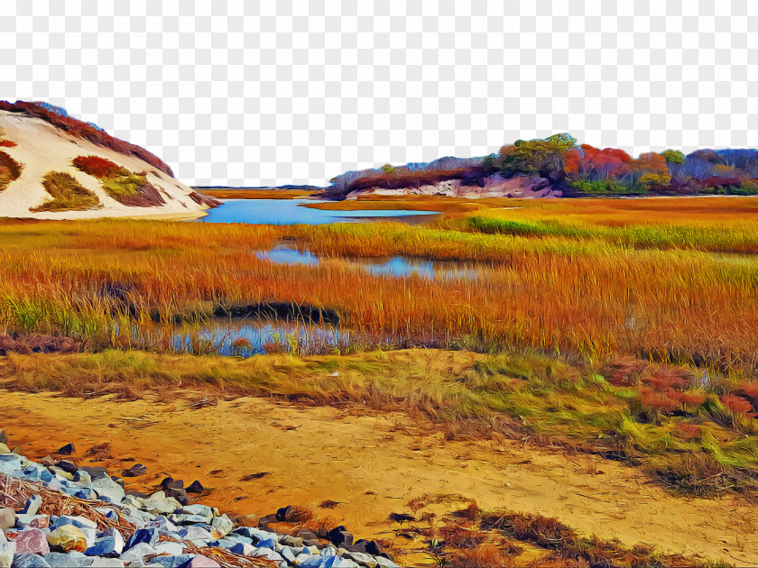 Ecoregion Salt Marsh Vegetation Grasses Water Resources PNG