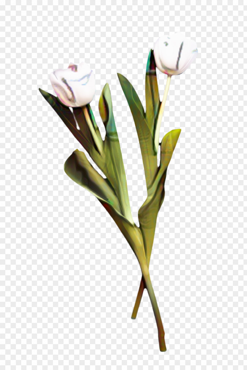 Iris Anthurium Flowers Background PNG