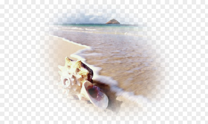 Sea Mollusc Shell Lagoon Bank Sand PNG