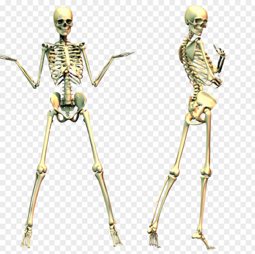 Skeleton Human Skull Clip Art PNG