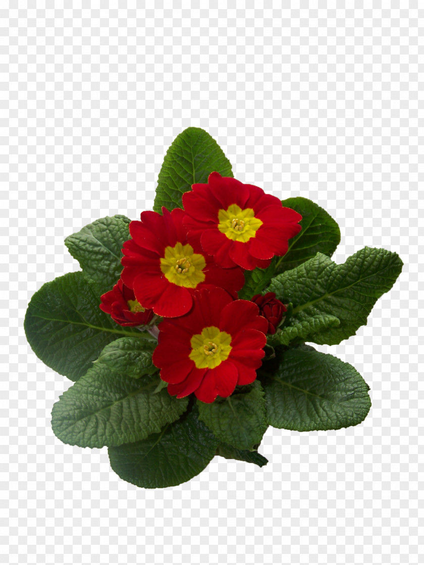 Small Red Flowers Primrose Cowslip Flower Plant PNG