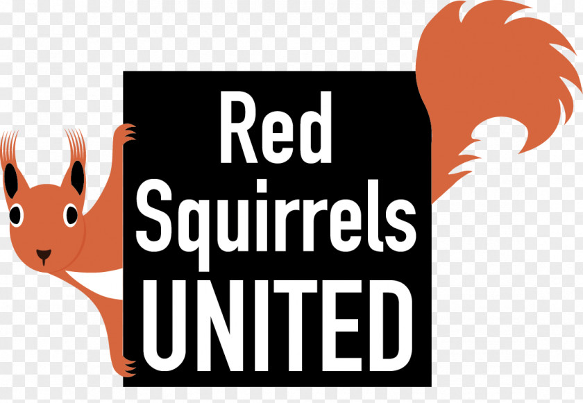 Squirrel American Red Logo Animal PNG