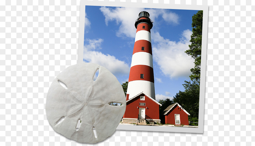 Stepping Stones Beautiful Memories Assateague Lighthouse Chincoteague Chamber Of Commerce Pony Salt Water Taffy PNG