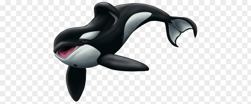 Dolphin Keiko Killer Whale Clip Art PNG