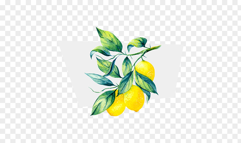 Lemon Terpene Juice Limonene Ocimene PNG