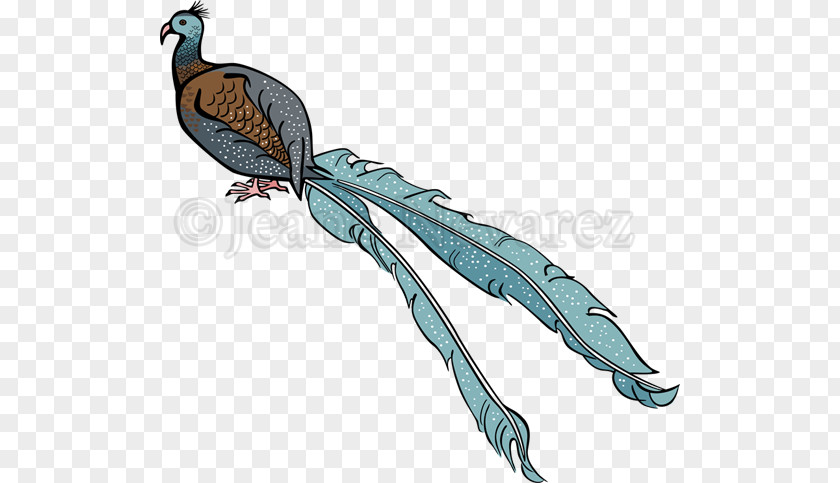 Bird Macaw Beak Feather Wing PNG