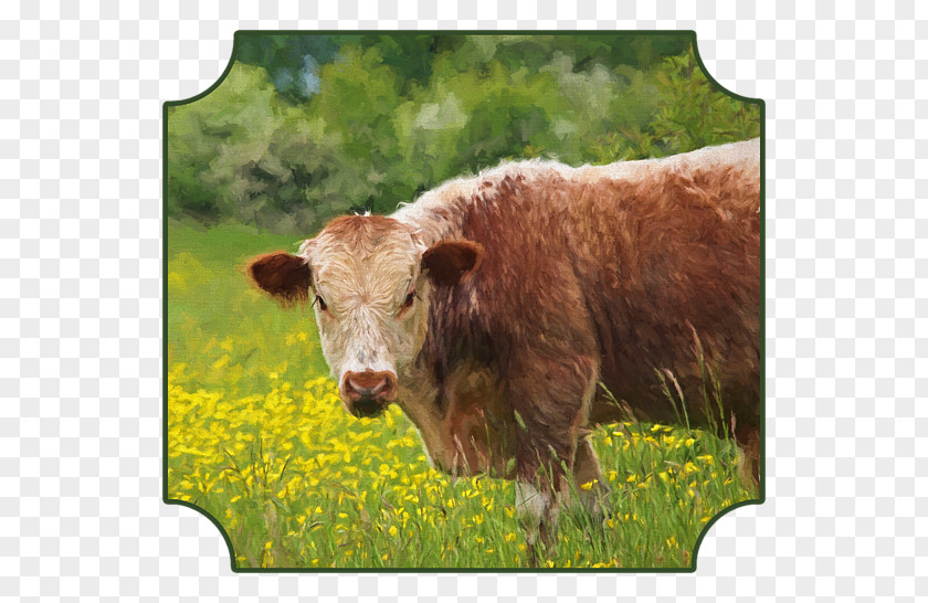 Brown Cow English Longhorn Texas Dairy Cattle Calf Art PNG