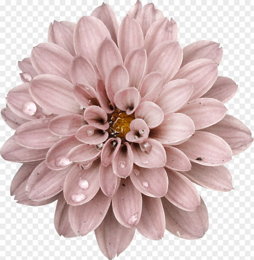 Flower Picture Frames Dahlia Petal Clip Art PNG