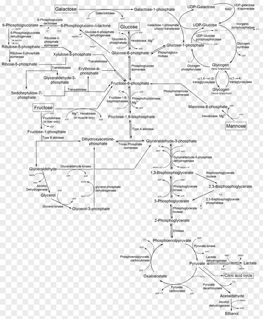 Metabolism Metabolic Pathway Glycolysis Mannose Galactose PNG