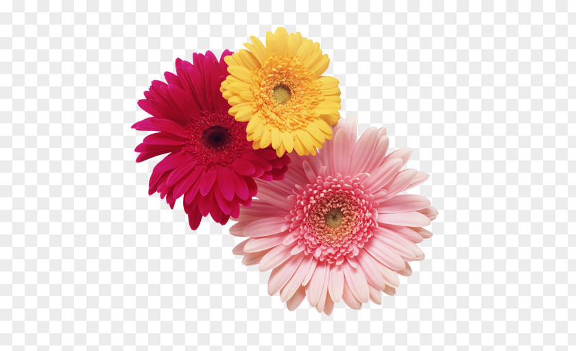 Spend Flowers On New Year's Day Cut Chrysanthemum Stock Photography Daisy Family PNG