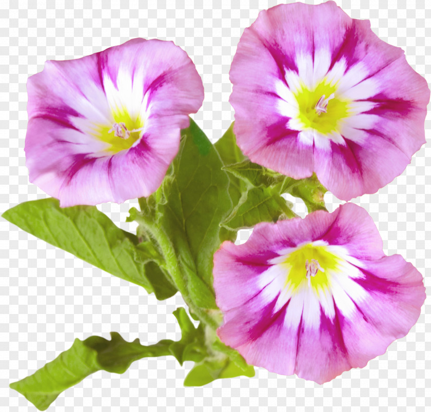 Aster Morning Greeting Happiness Joy Smile PNG