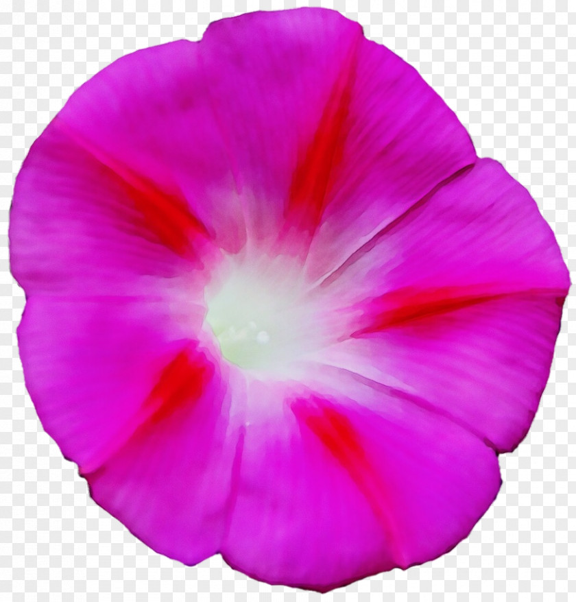 Magenta Beach Moonflower Petal Pink Flower Plant Morning Glory PNG