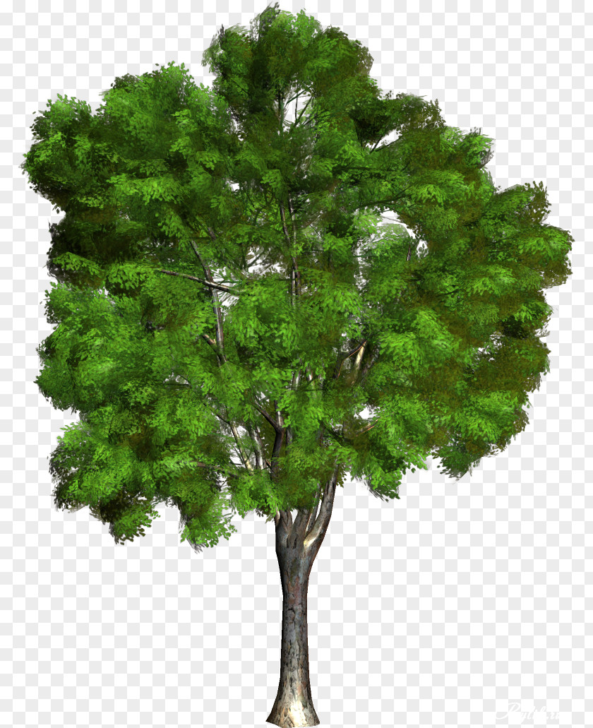 Tree Green Champak Branch PNG
